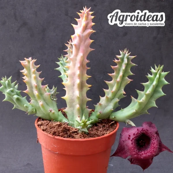 Huernia "Red Devil" AKA: "Donuts Rojo del Diablo" - Imagen 3