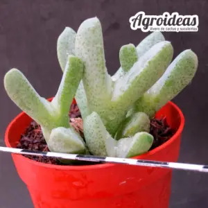 Cheiridopsis borealis