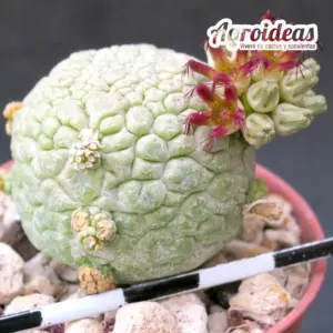 Pseudolithos migiurtinus