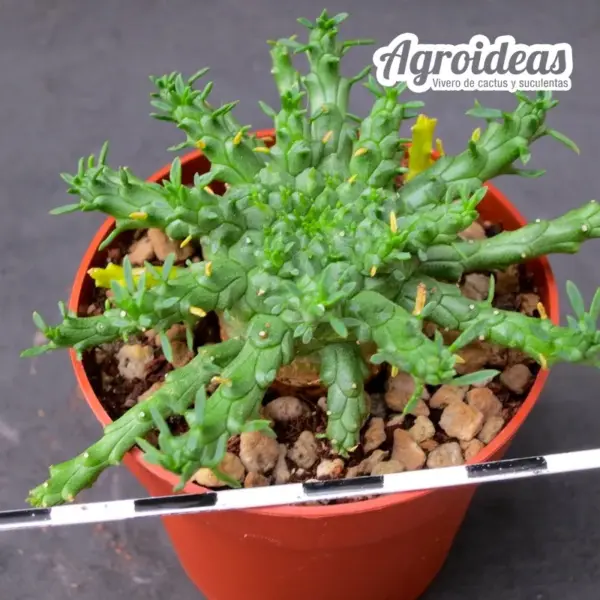 Euphorbia gorgonis - Imagen 2