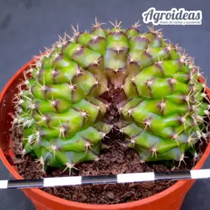 Gymnocalycium anisitsii "cristata"