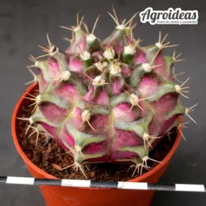Gymnocalycium mihanowichii "T-Rex" selección ejemplar
