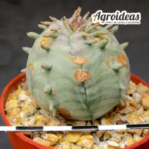 Euphorbia cv. "Ferobesa" Ex. Agroideas