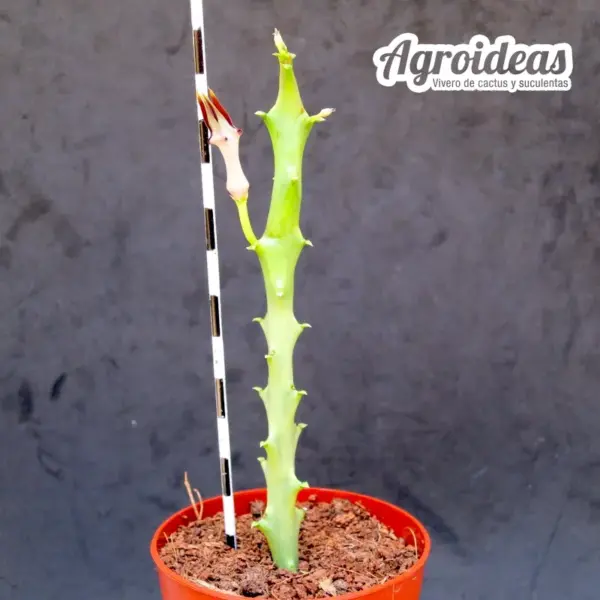 X Monollupegia, Pranburi hybrid - Imagen 2