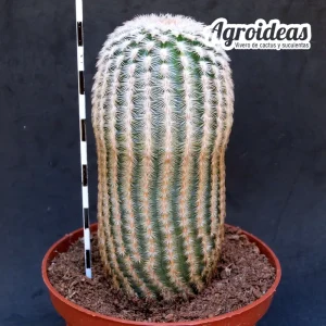Echinocereus rigidissimus var. albiflorus "Ejemplar" MØ-11 cm