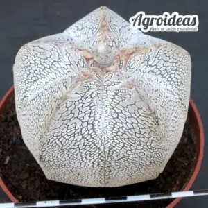 Astrophytum onzuka "Gran Ejemplar"