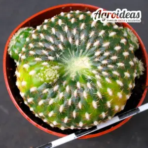 Sulcorebutia arenacea "variegata"