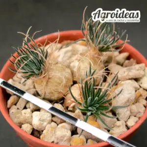 Ornithogalum sardienii