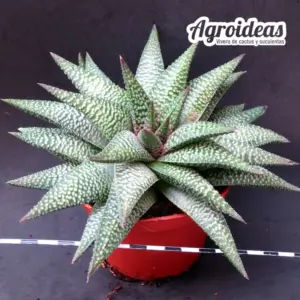 Haworthia "Nagoriyuki" Gran Ejemplar M-11 cm