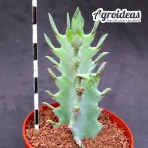 Euphorbia contorta