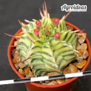 Euphorbia meloformis "variegata"