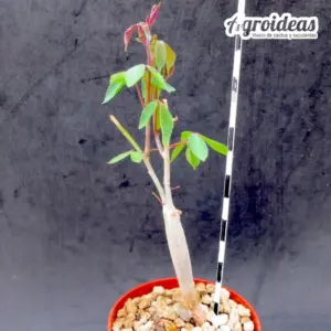 Commiphora baluensis