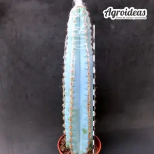 Pilosocereus glaucescens "Gran Ejemplar"