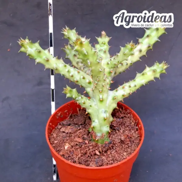 Edithcolea grandis - Imagen 2