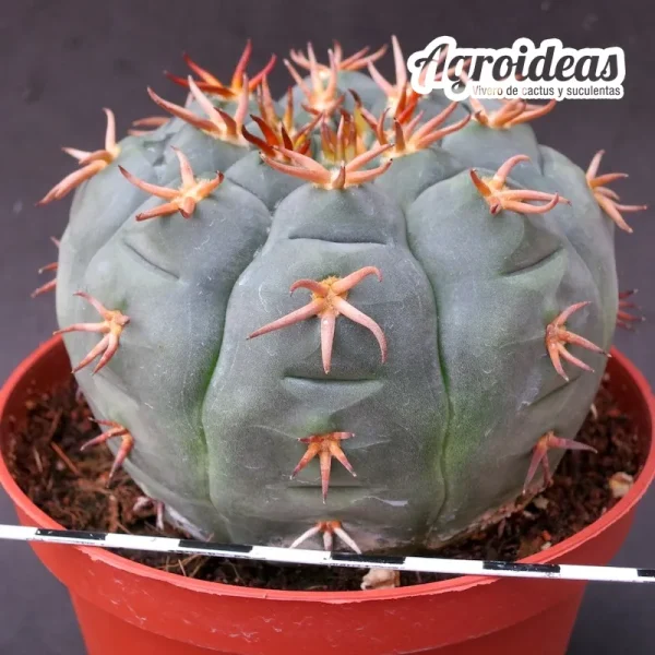 Gymnocalycium spegazzinii var. unguispinum "Selección" M-11 cm - Imagen 2