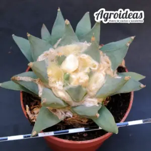 Ariocarpus retusus X retusus "ejemplar"