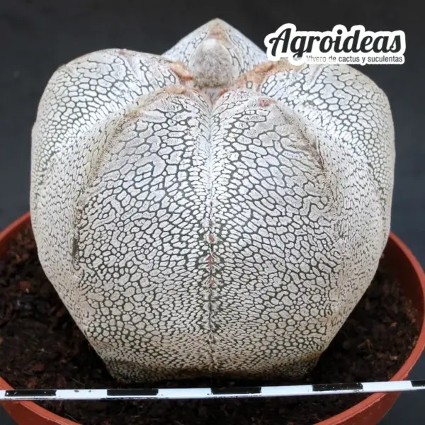 Astrophytum onzuka "Gran Ejemplar" - Imagen 2