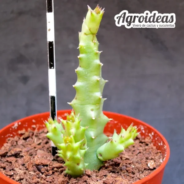 Orbea variegata X tavaresia grandiflora - Imagen 2