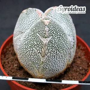 Astrophytum tricostatum cv. "V-Zuka"
