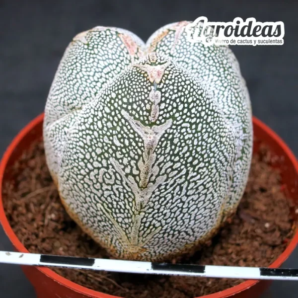 Astrophytum tricostatum cv. "V-Zuka"