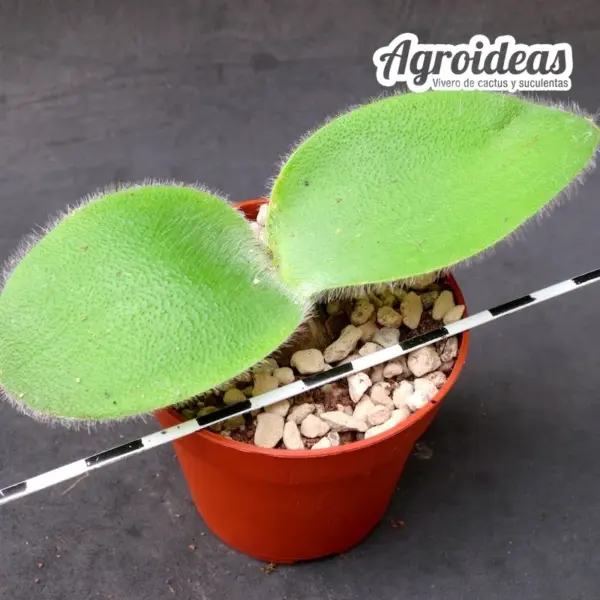 Haemanthus humilis - Imagen 2