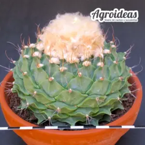 Obregonia denegrii TØ-13 cm