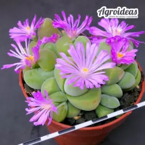 Gibbaeum dispar