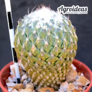 Pelecyphora strobiliformis