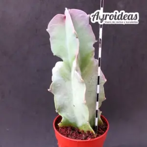 Caralluma russelliana