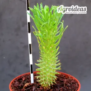 Euphorbia hypogaea