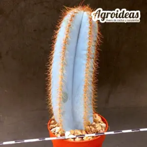 Pilosocereus magnificus cv. "Super Blue"