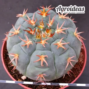 Gymnocalycium spegazzinii var. unguispinum "Selección" M-11 cm