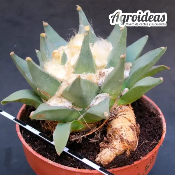 Ariocarpus retusus X retusus "ejemplar" - Imagen 2