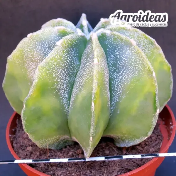 Astrophytum myriostigma var. multicostatum "Selección" MØ-11cm - Imagen 2