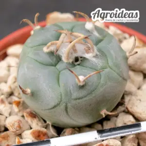 turbinicarpus polaskii "fr. La Bonita"