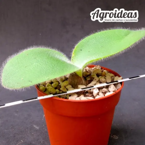 Haemanthus humilis - Imagen 3