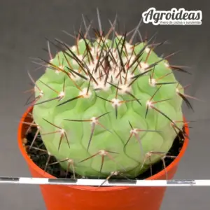 Copiapoa cinerea ssp. cinerea X haseltoniana