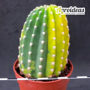 Echinopsis híbrido "variegata"