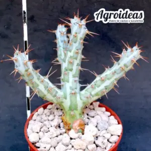 Euphorbia horwoodii
