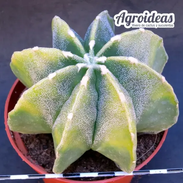 Astrophytum myriostigma var. multicostatum "Selección" MØ-11cm