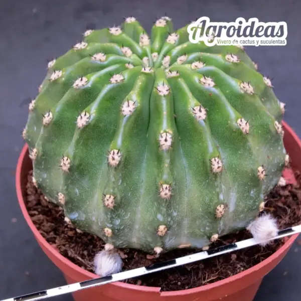 Echinopsis híbrido "Ejemplar Flor Rosa - Imagen 2
