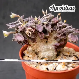 Euphorbia tulearensis
