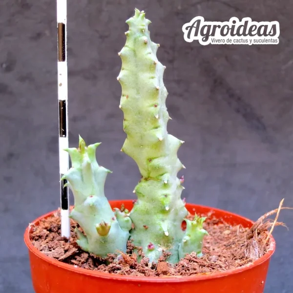 Huernia thuretii var. primulina - Imagen 2