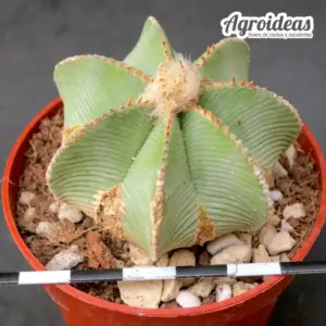 Aztekium hintonii "Gran Ejemplar"