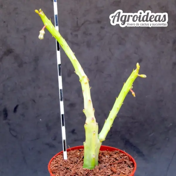 Caralluma ascendens - Imagen 2