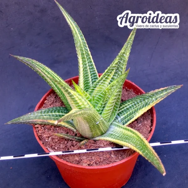 Haworthia limifolia "Variegata" Ejemplar
