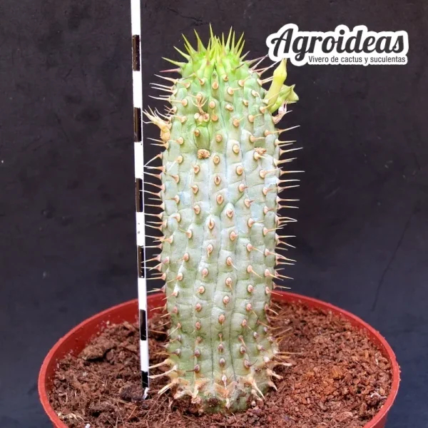 Hoodia macrantha - Imagen 2