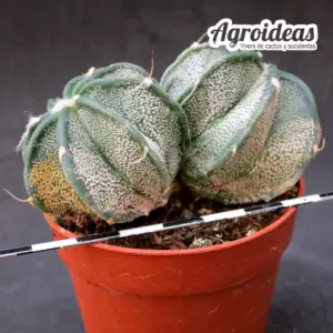 Astrophytum capricorne var. niveum "bicéfalo"