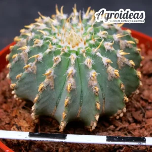 Geohintonia mexicana