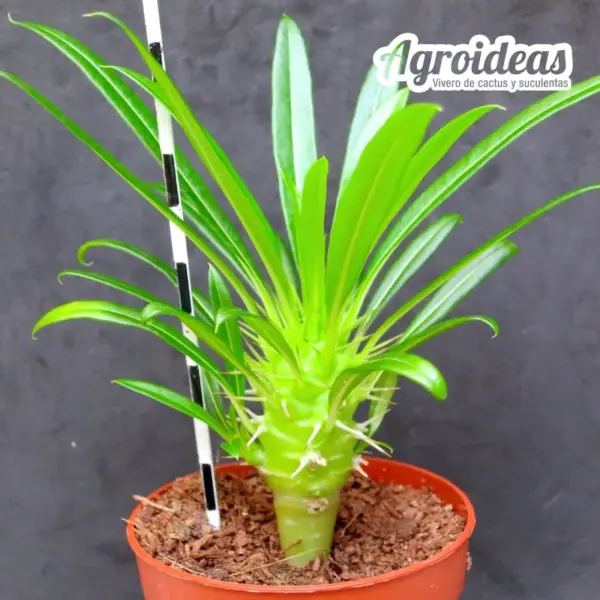 Pachypodium lamerei - Imagen 2